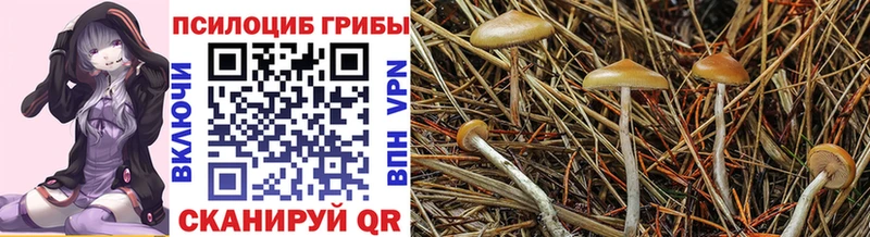 Псилоцибиновые грибы Psilocybine cubensis  Костерёво 